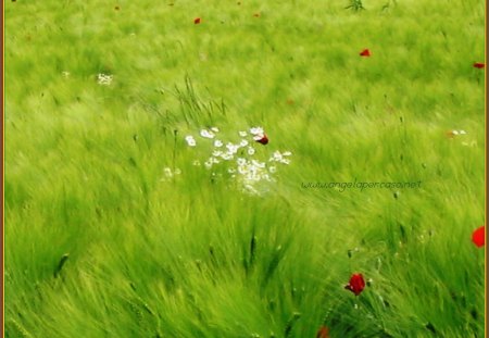 campo papaveri-field of poppies - fun, erba, campo, summer, macchie colore, field, estate, papaveri, poppies, grass, color stains, allegria