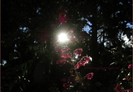 un raggio di sole tra i fiori - a ray of sunshine among the flowers