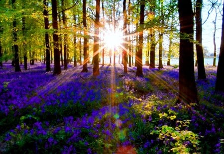 Sun glare in forest - pretty, summer, blue, grass, forest, flowers, nice, woods, sun, sunlight, glare, trees, beautiful, lovely, cool, wildflowers, glow, glowing, nature, rays, delight, shine