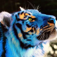 white tiger