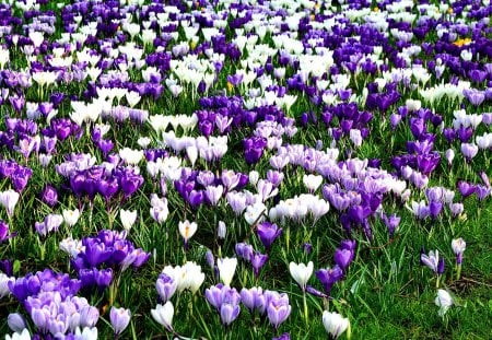 Sea of spring flowers