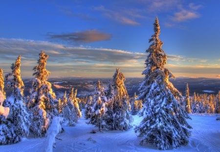 Trees - winter - winter, sunset, trees, snow