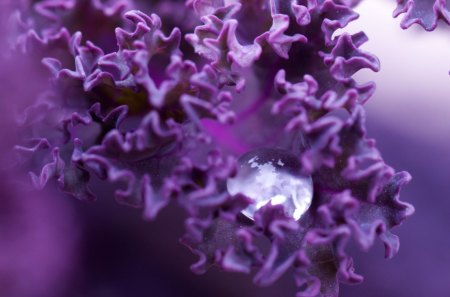 Life will go on.... - purple, water, hope, drop, leaf