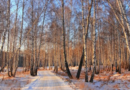 road through a birch forest in winter - road, weeds, winter, forest