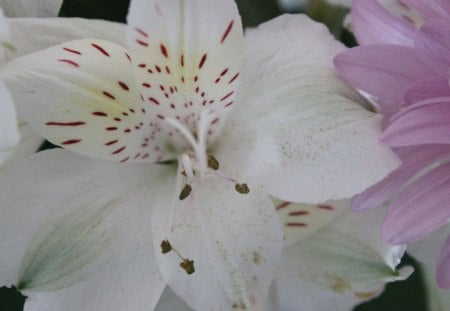 Perfection - white, pretty, flower, perfection