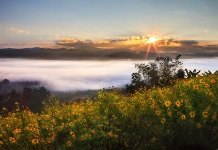 Beautiful View - sky, view, beautiful, flowers, sunset, nature, blue