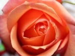 Orange Rose