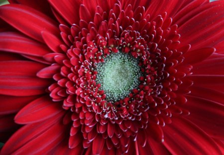 Red Gerbera Daisy - daisy, flower, red, gerbera