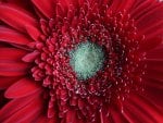 Red Gerbera Daisy