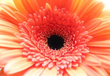 Orange Gerbera Daisy - orange, daisy, gerbera, flower