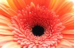 Orange Gerbera Daisy