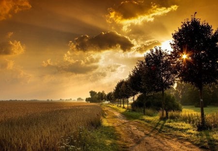 sunset through trees by wheat fields - fields, trees, clouds, sunset, road