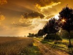 sunset through trees by wheat fields