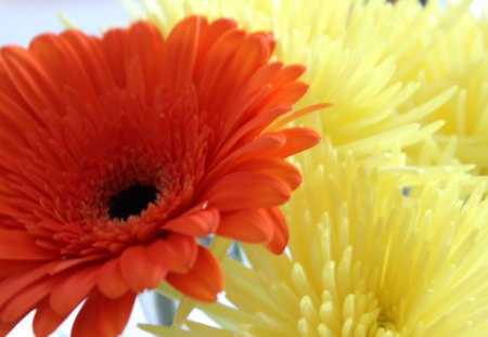 Flowers - daisy, flower, yellow, orange