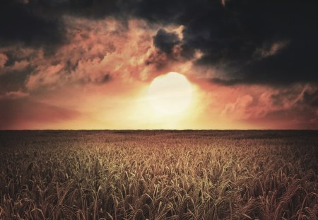 amazing sunset over golden fields - wheat, sunset, fields, cluds