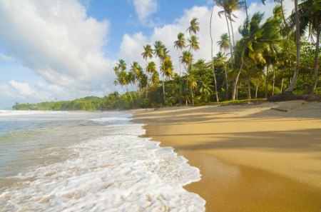 wonderful palm lined beach