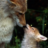 Mother Fox and Baby