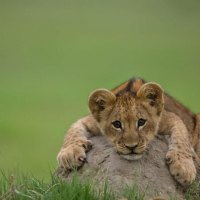 Young lion on a stone