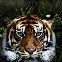 Tiger with a white mustaches