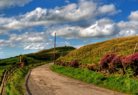 road - flower, fields, road, grass