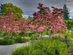 pink trees