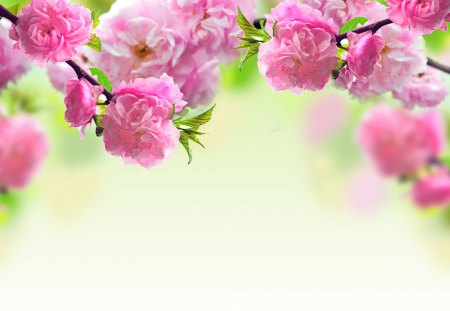 Cherry flowers - flowers, april, spring, pink, cherrry