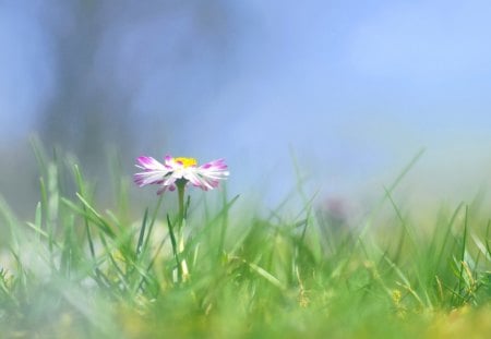 Lonely daisie - macro, summer, daisies, grass, spring