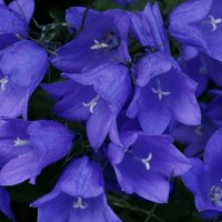Blue bell flowers