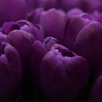 Purple crocus