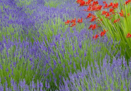 Lavender field - flowers, lavender, summer, blue, red, field