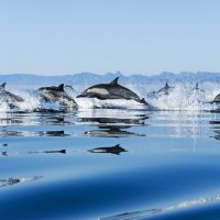 Flock of dolphins