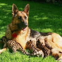 German shepherd cubs cougars