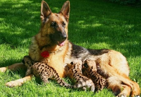 German shepherd cubs cougars - cubs, german, shepher, grass