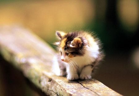 Kitten on Plank