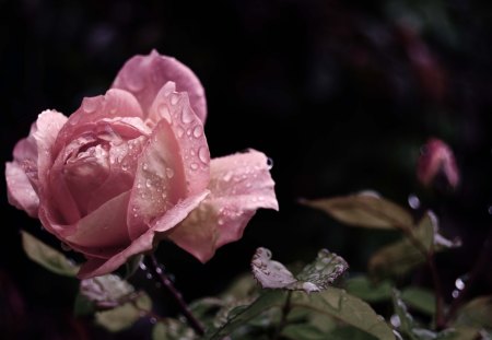 Rose - drop, flower, nature, rose