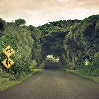 Tunnel of trees