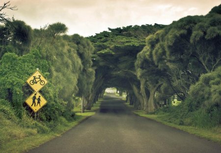 Tunnel of trees - road, tunnel, tree, green