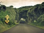 Tunnel of trees