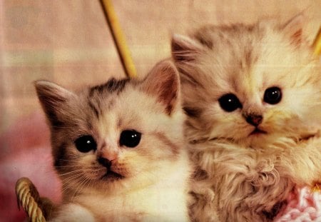 Two kittens in a knitting basket - basket, knitting, kittens, feline