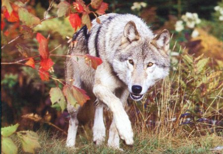 Hunting Wolf - nature, predator, wilderness, plants