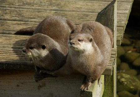 best friends - getting abit of sun, do we jump, hold my hand, on the pier