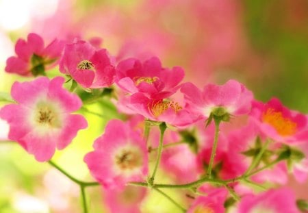 Bloosom - flowers, bloosom, nature, love, pink