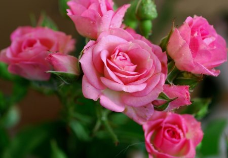 Magnifique - bloosom, pink, soft, flowers, roses, pastel, for u, lovely, pink roses, nature, color