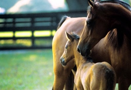 Staying close - mother, love, horse, foal