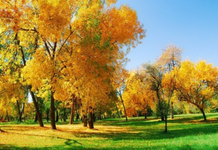 October park - trees, park, color, autumn, grass