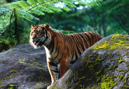 tiger - tiger, life, animals, wild