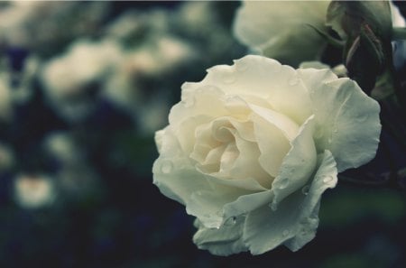 White peony - white, flowers, lovely, nature, peony