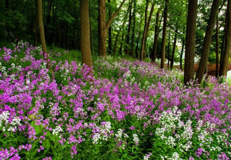 Forest flowers - summer, beautiful, village, grass, fresh, violet, nature, colorful, pink, greenery, pretty, flowers, spring, fragrance, freshness, nice, scent, lovely, house, green