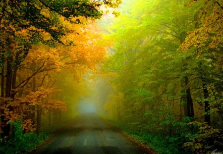 Walk in the mist - forest, path, trees, mists