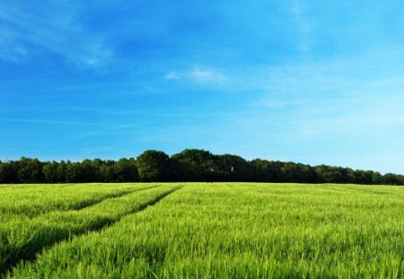 Field - field, photography, nature, landscape